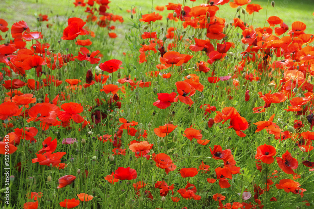 Fototapeta premium summer garden of Red poppies. horizontal flowers 