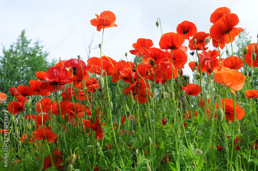 Obraz premium poppy flowers