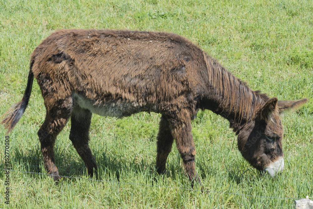 Heard of donkey graze in a green meadow. Heard of donkey graze in a green meadow.