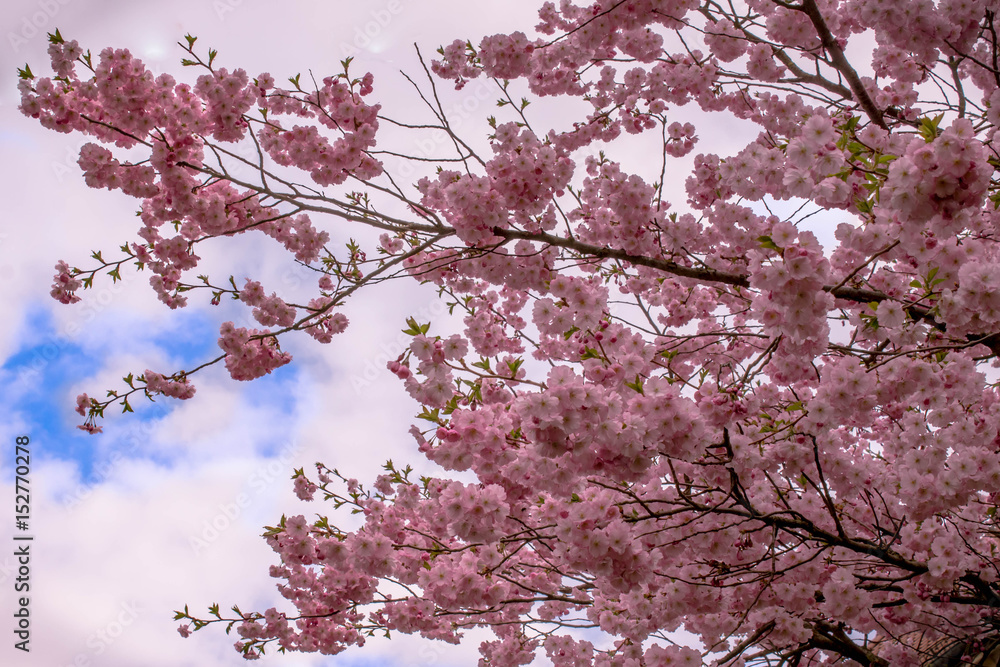 Obraz premium kirschblüten