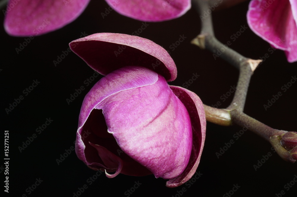 Fototapeta premium Pink orchid blossoms isolated on a black background