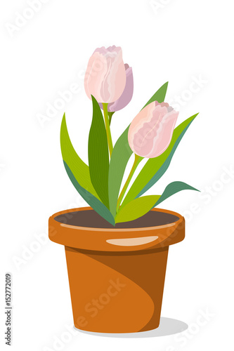 Three tulips in flowerpot