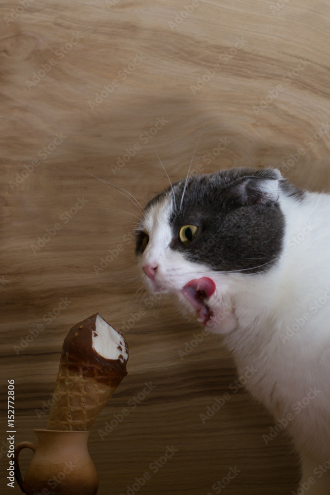 Cat eating ice cream cheap