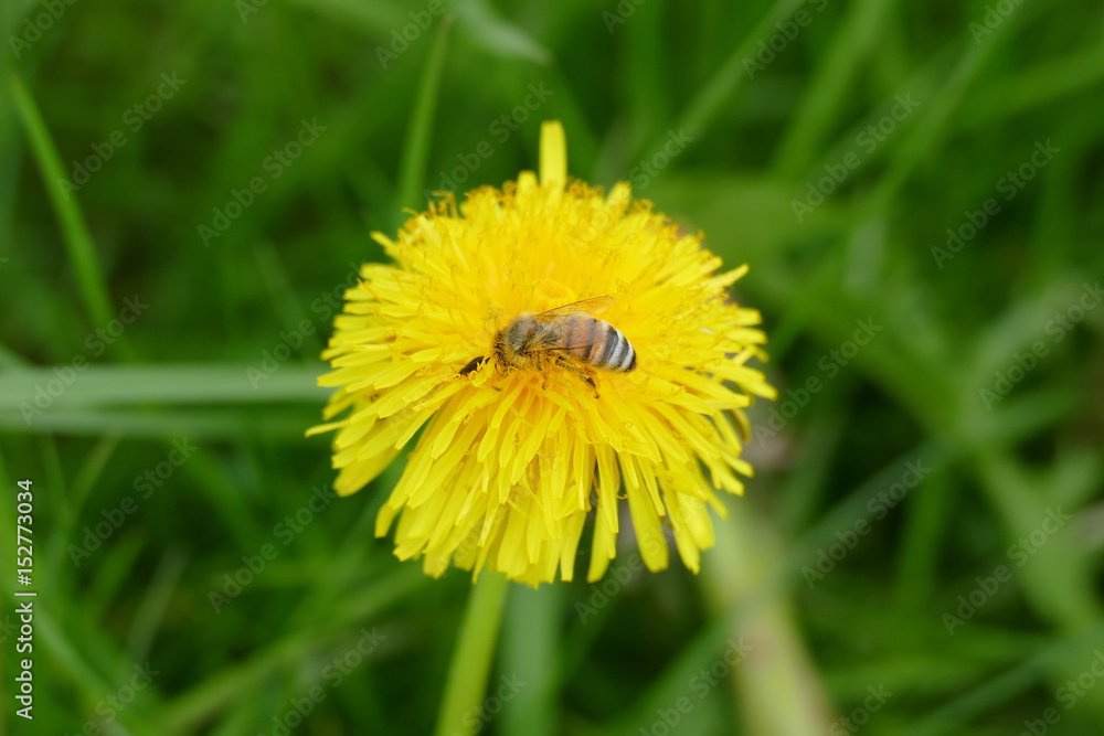 Pusteblume oder Löwenzahn Pusteblume oder Löwenzahn