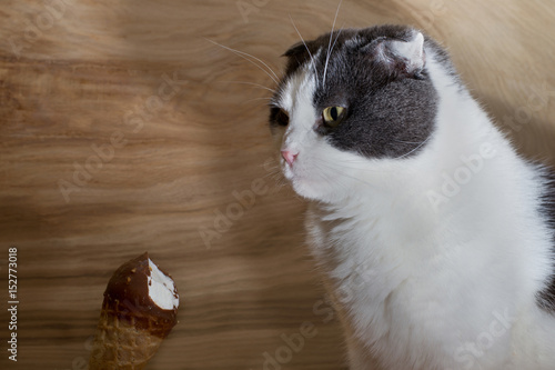 Serious black and white cat with ice cream cone on wooden background