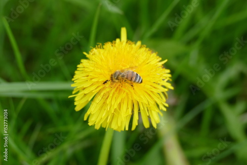 Pusteblume oder Löwenzahn photo