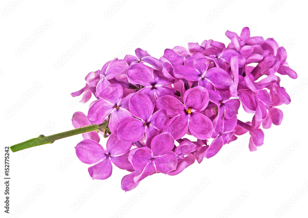 Lilac flowers isolated on a white background Lilac flowers isolated on a white background