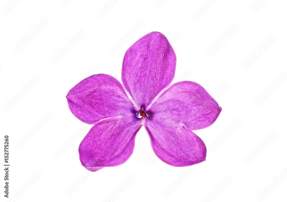 Purple lilac flowers isolated on a white background. Lucky five petal flower. Purple lilac flowers isolated on a white background. Lucky five petal flower.