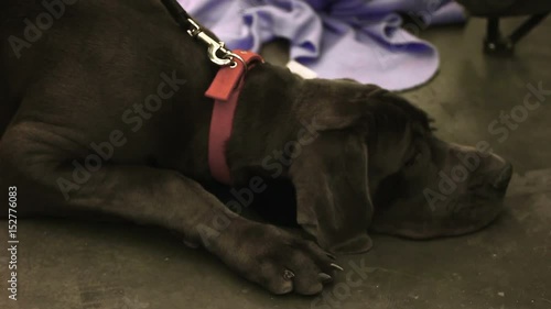 Sad Labrador lying on floor, waiting for adoption at animal shelter, pet rescue