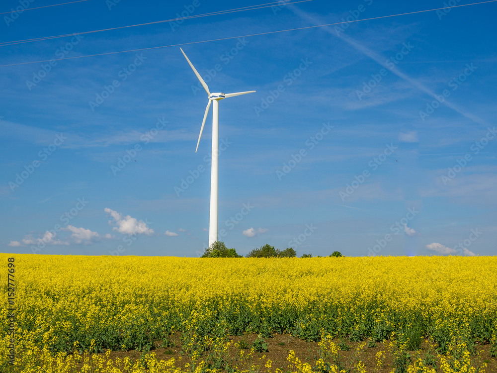 Rapsfeld mit WIndenergie