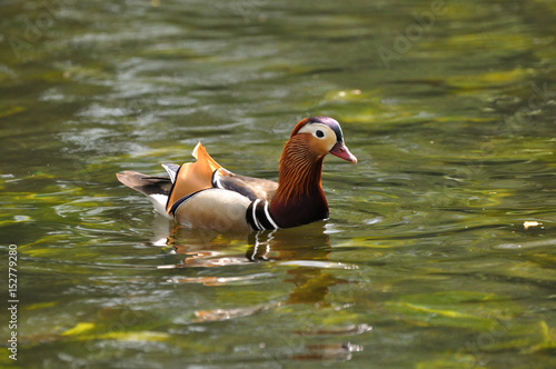 Mandarin duck (Aix galericulata) swimming in water