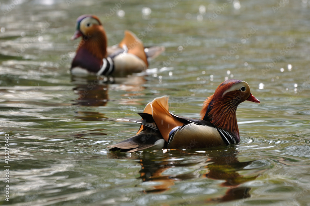 Mandarin duck pair swimming in water - obrazy, fototapety, plakaty 