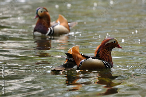 Mandarin duck pair swimming in water