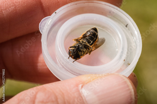 Hoverfly, Cheilosia chrysocoma, female, underside photo