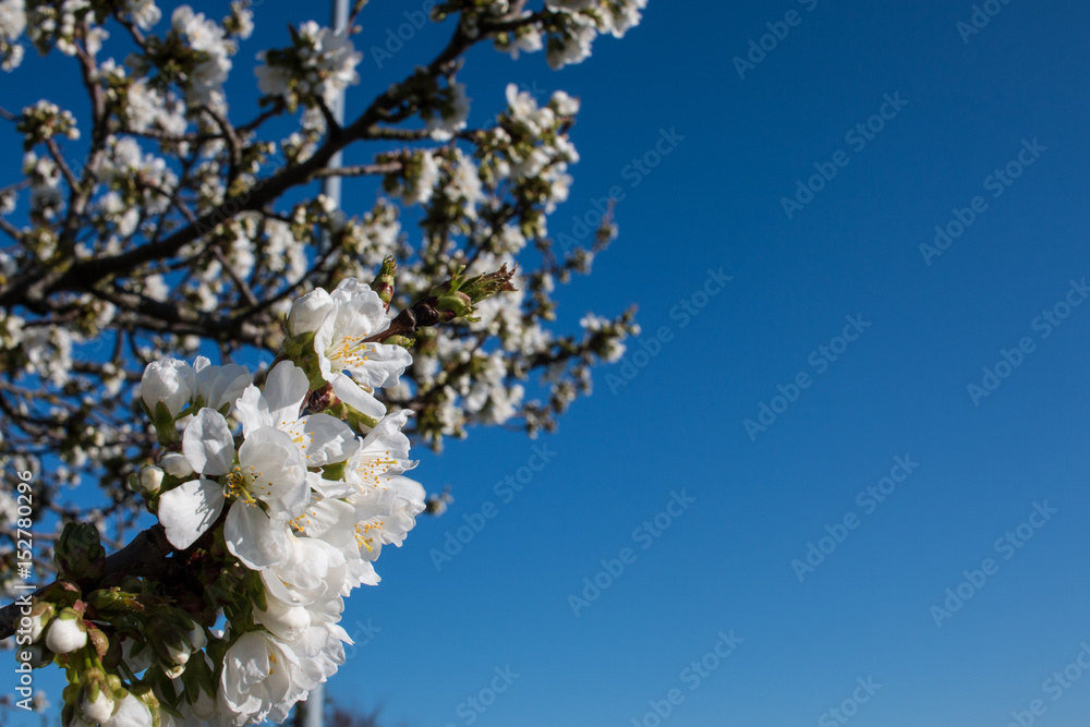 White blossom on a tree with text space White blossom on a tree with text space