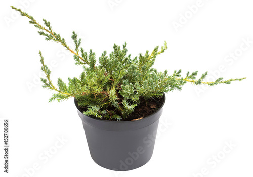 Juniperus horizontalis Blue Chip in a pot isolated on white background. Coniferous trees. Flat lay, top view