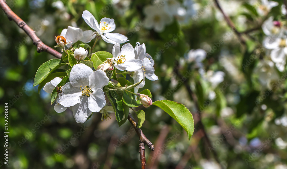 flowering Crabapple tree closeup
