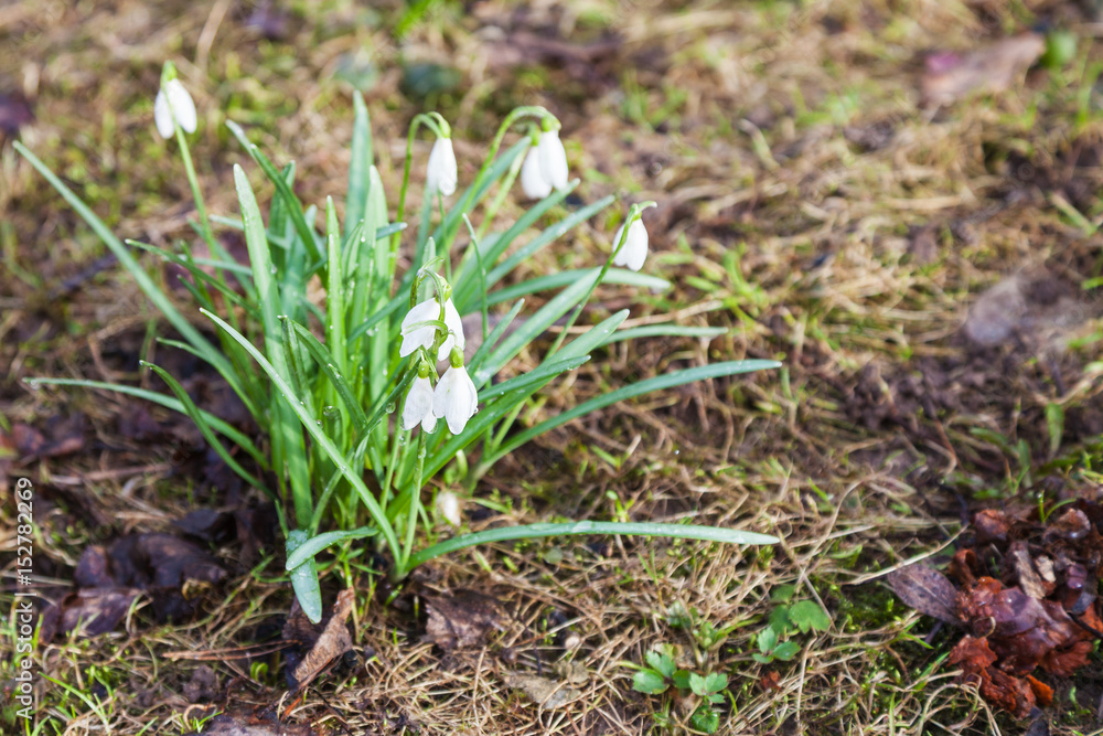 white snowdrop (Galanthus) flowers on wet meadow white snowdrop (Galanthus) flowers on wet meadow