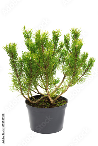Pine Pinus mugo in a pot isolated on white background