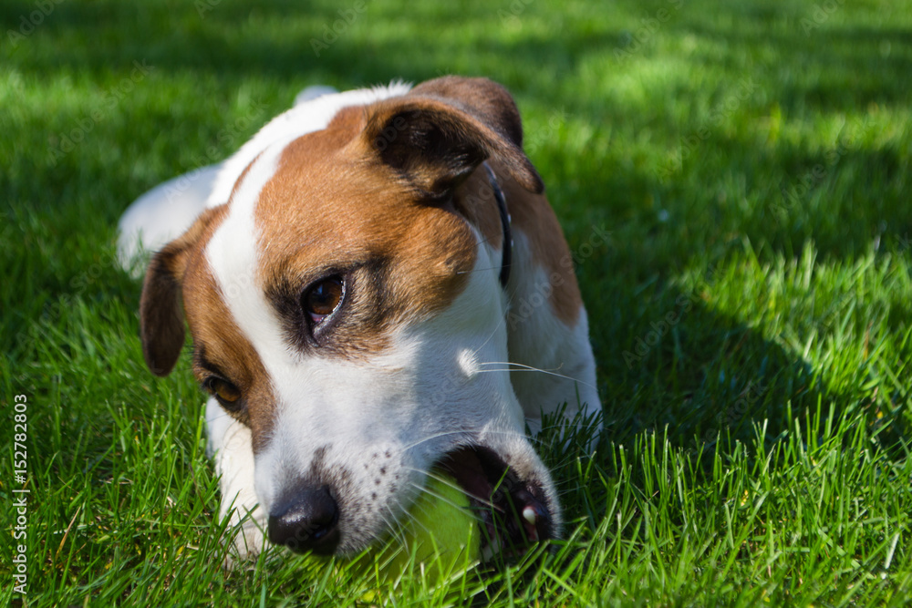 Dog Breed Jack Russell on a Meadow. Young dog lies on the grass and playing with tennis ball. Pet Outdoor