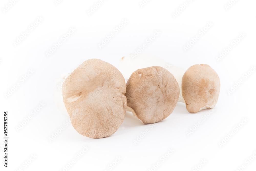 Eryngii mushroom isolated with white background Eryngii mushroom isolated with white background