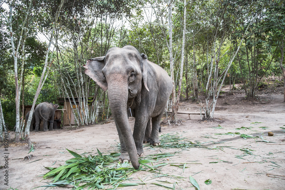Obraz premium Elephant feeding in the jungle