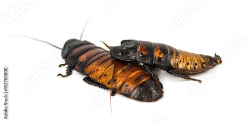 Madagascar Cockroach isolated on white background