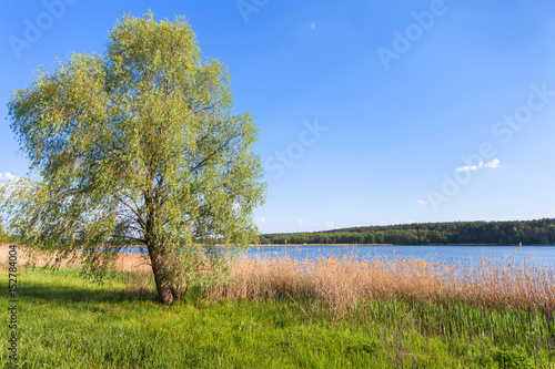 willow tree on green shore of ponds