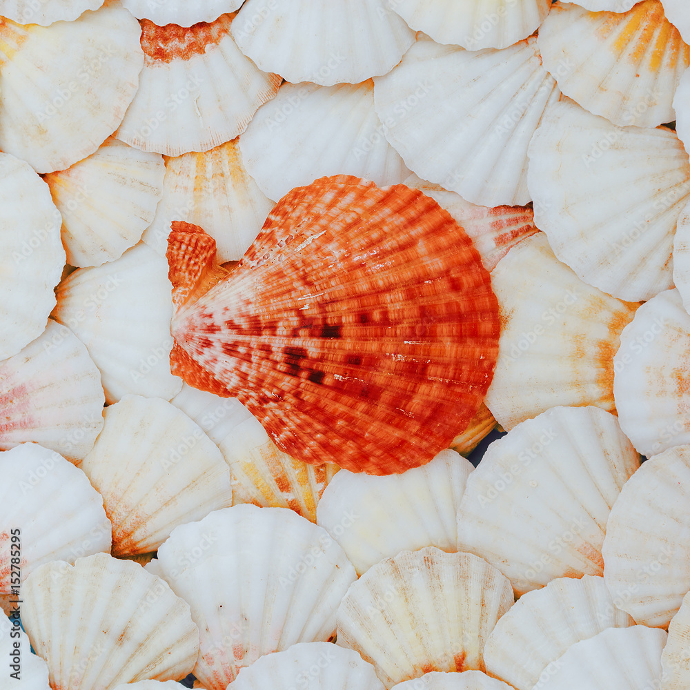 Shells background Vacation mood. Minimal art