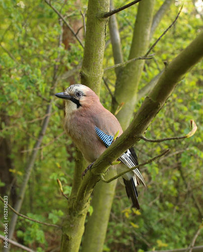 czech forrest bird