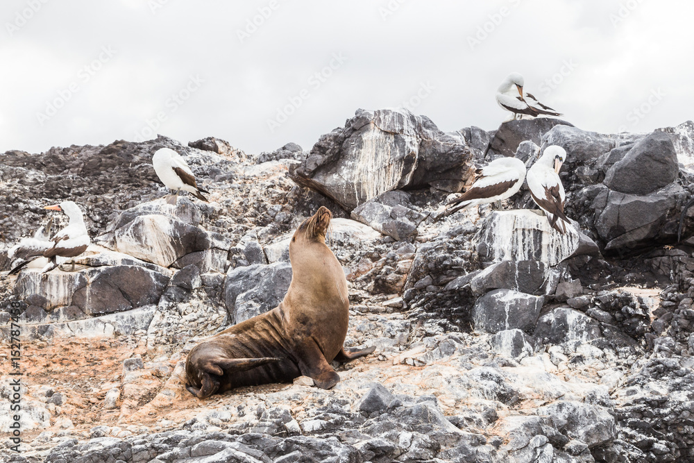 Fototapeta premium Sea lion and birds of the Galapagos basking on the beach