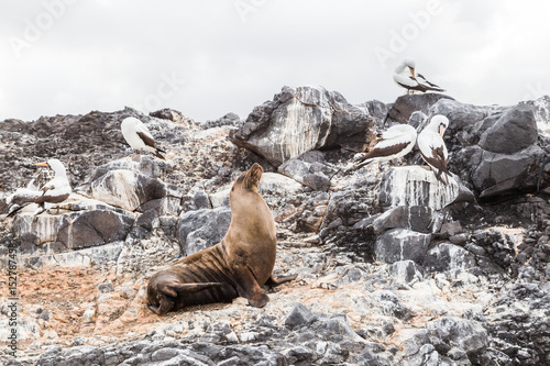 Sea lion and birds of the Galapagos basking on the beach