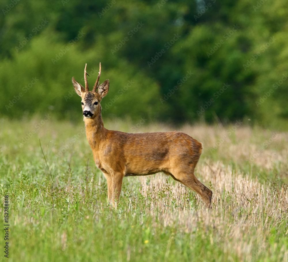 Roebuck in the forest