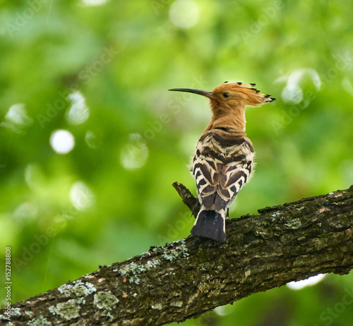 Hoopoe on a tree branch