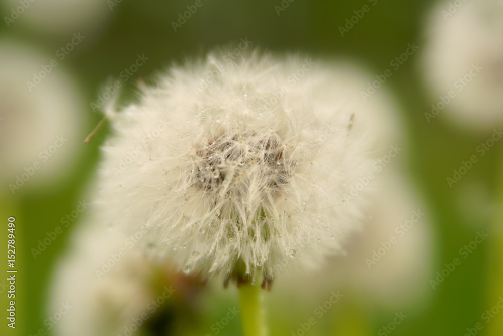 Dew Drop On Dandelion Flower Focus Dew Drop On Dandelion Flower Focus