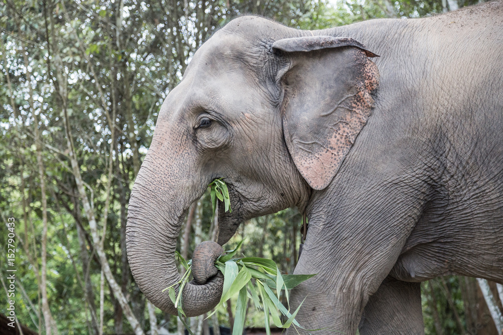 Elephant feeding in the jungle