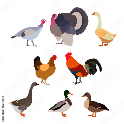 poultry birds icon farm