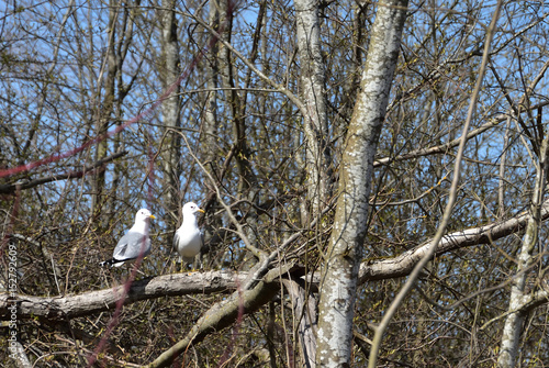 A pair of gulls in the forest