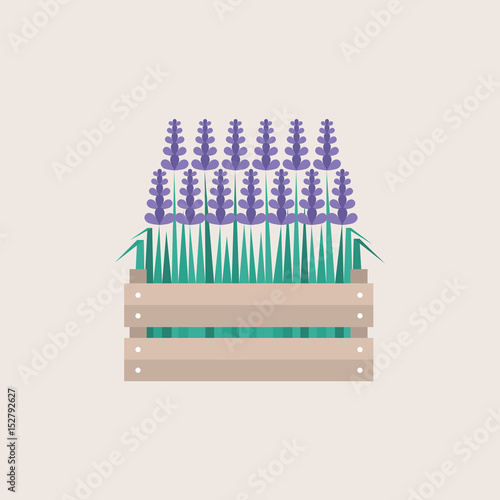 Lavender flowers growing in a wooden crate