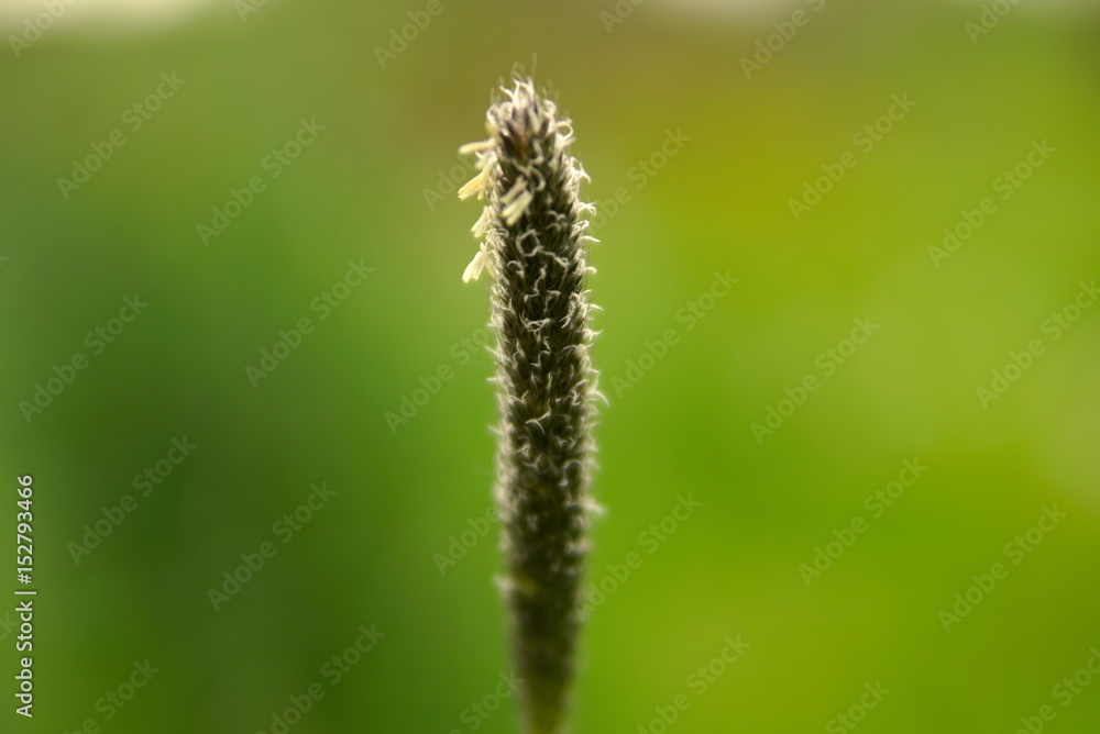 Grass pollen on a green background focus