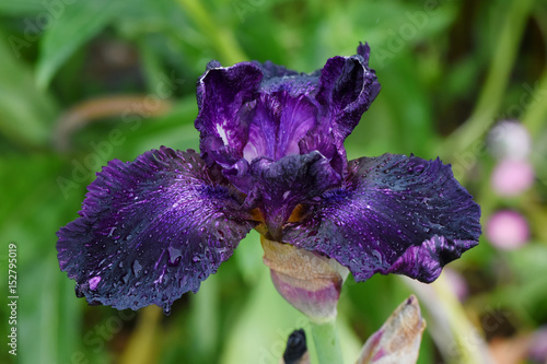 Fototapeta Naklejka Na Ścianę i Meble -  iris