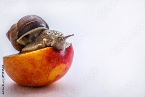 big snail eating nectarine on a white background