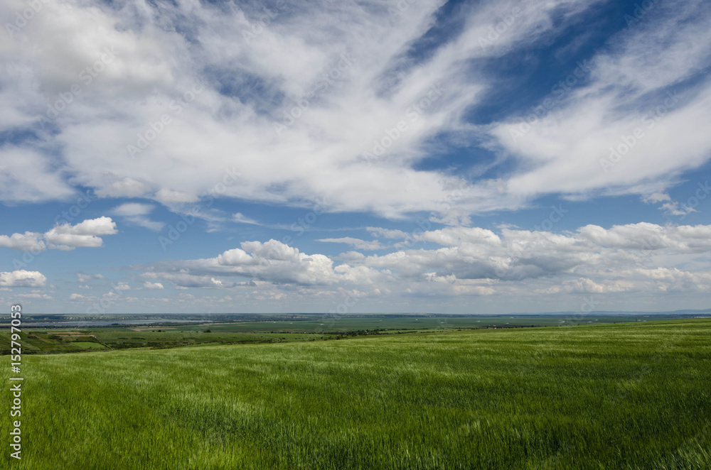 green wheat field and white clouds