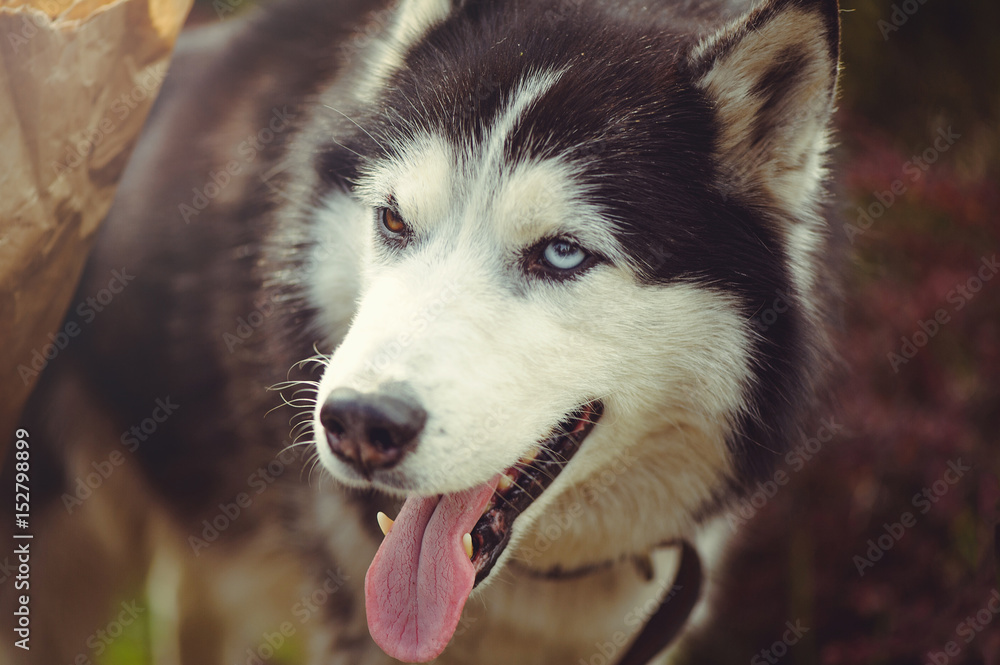 dog husky with different color eyes in the warm dark background