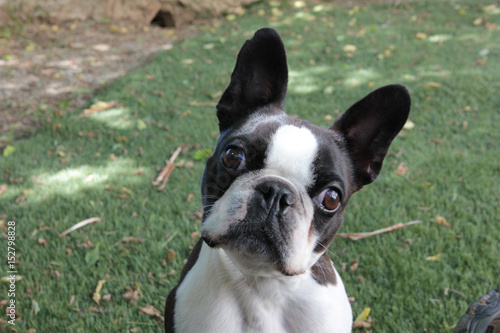Boston terrier