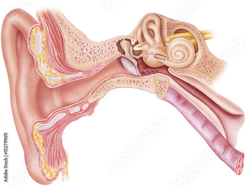 Frontal section through the right external, middle, and internal ear.  photo