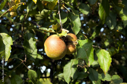 Apple on an apple tree