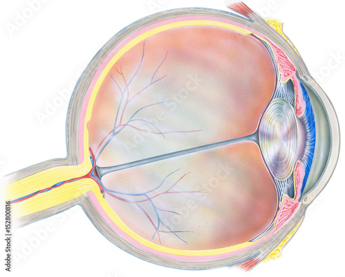 A human eyeball cross section.