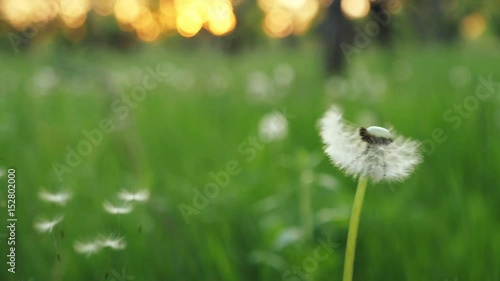 Dandelion being blown in slow motion. Dandelion seeds are being blown and flying away on a green background. Slow Motion