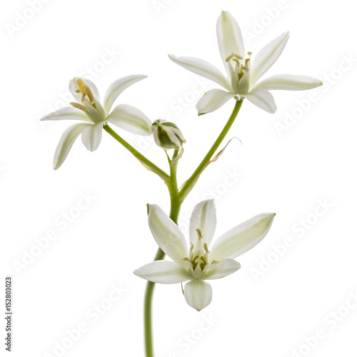 Ornithogalum flower, isolated on white background © kostiuchenko